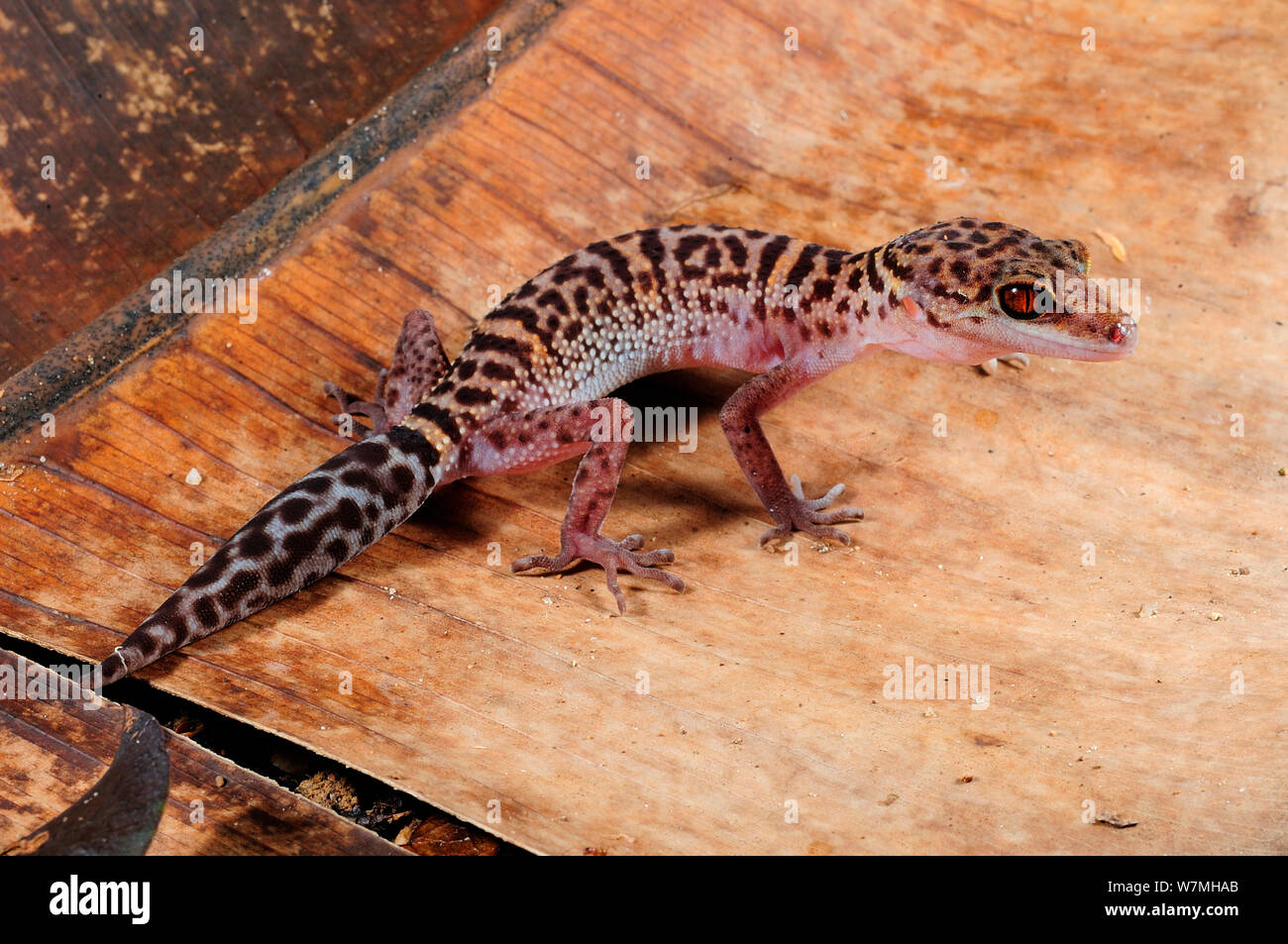 Bawangling Höhle Gecko (Goniurosaurus bawanglingensis) männlich stehend auf gefallene banana tree Leaf, Bawangling National Nature Reserve, Insel Hainan, China. Stockfoto