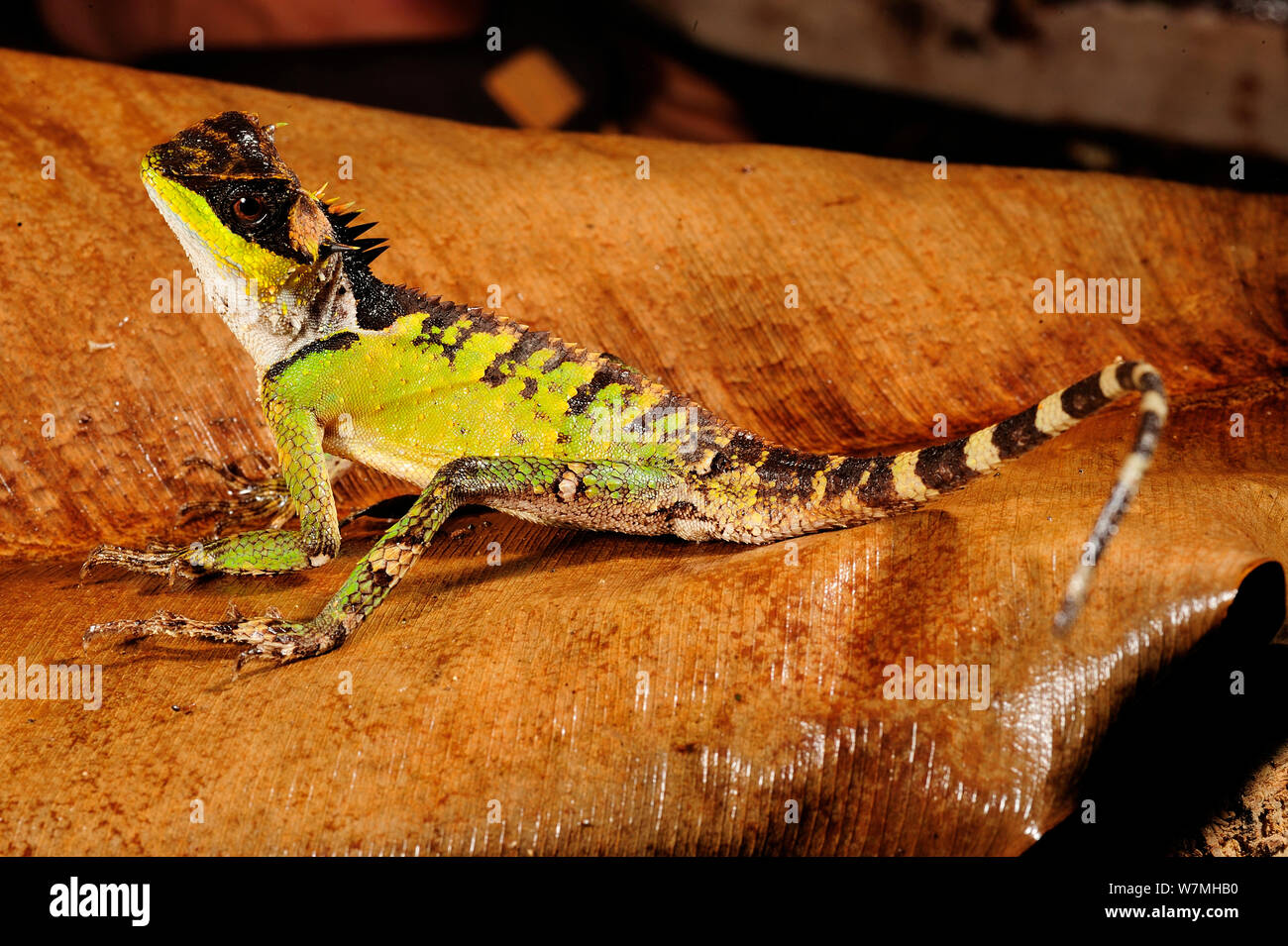 Feine Lizard (Acanthosaura lepidogaster) schließen bis auf Blatt, Bawangling National Nature Reserve, Insel Hainan, China. Stockfoto