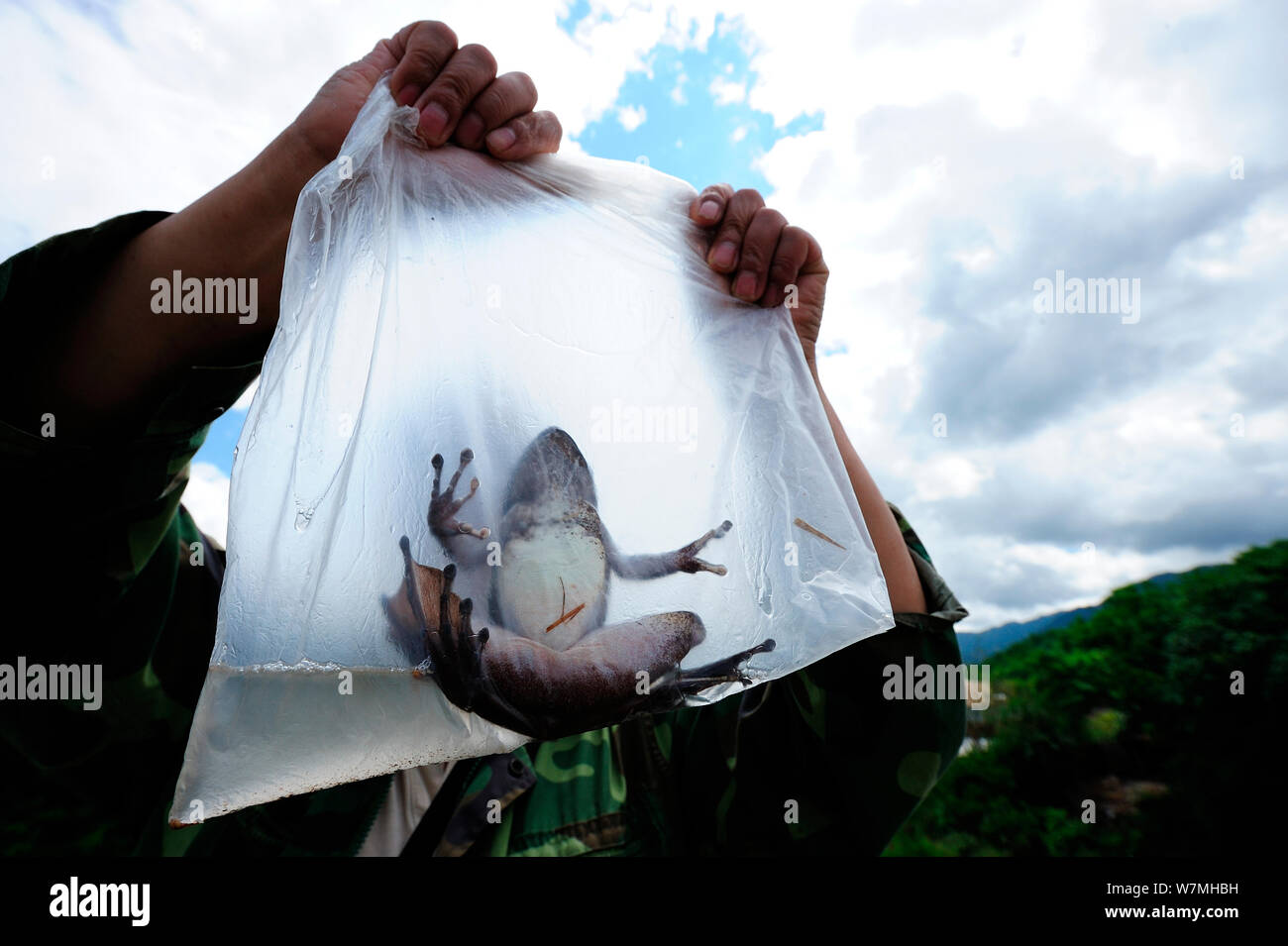 Yunnan Geruchsstoffe Frosch (Odorrana andersonii) im Beutel durch Erhaltung Wissenschaftler gehalten, Bawangling National Nature Reserve, Insel Hainan, China, März 2009. Stockfoto