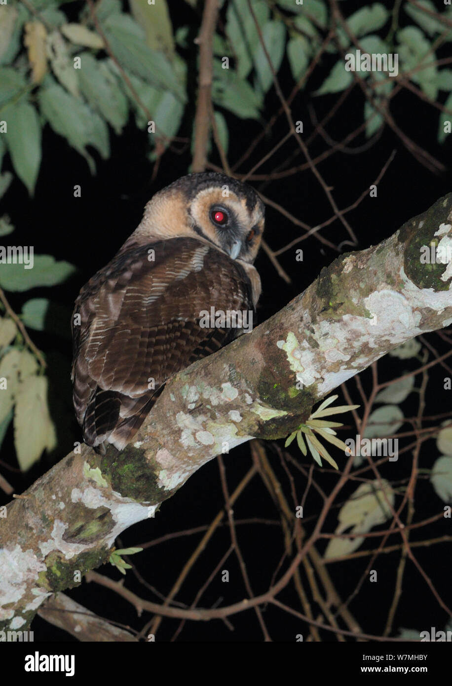 Braunes Holz Eule (Strix leptogrammica) im Baum gehockt, Bawangling National Nature Reserve, Insel Hainan, China. Stockfoto