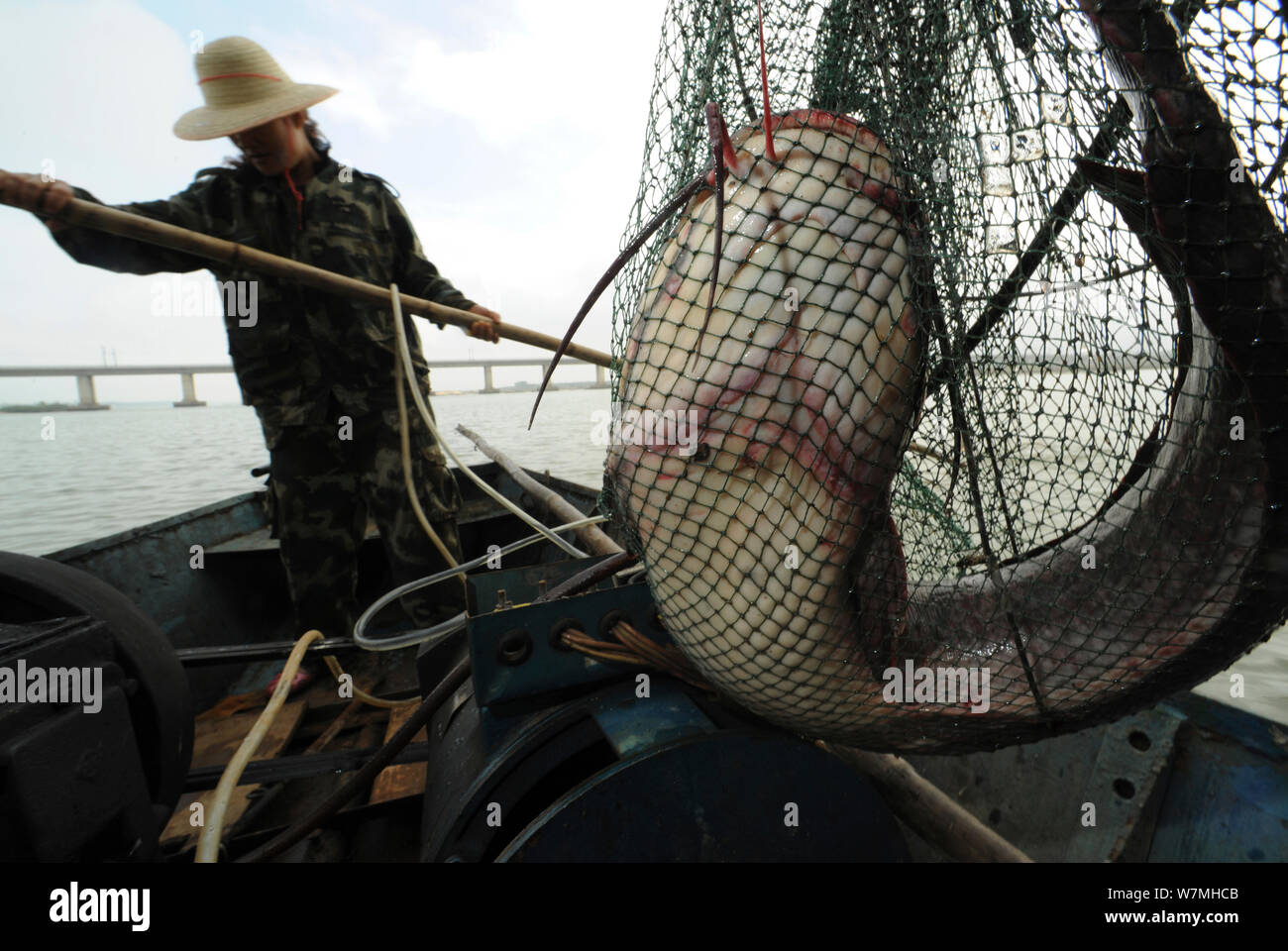 Welse (Siluriformes) im Netz mit lokalen Fischer auf dem Boot, der Insel Hainan, China, Januar 2007 gefangen. Stockfoto