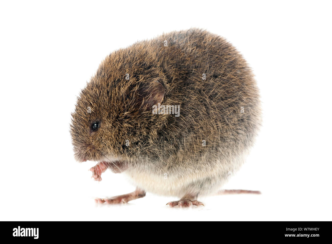 Feld vole (Microtus agrestis) pflegen, Pyrenäen, Frankreich, Juni. meetyourneighbors.net Projekt Stockfoto