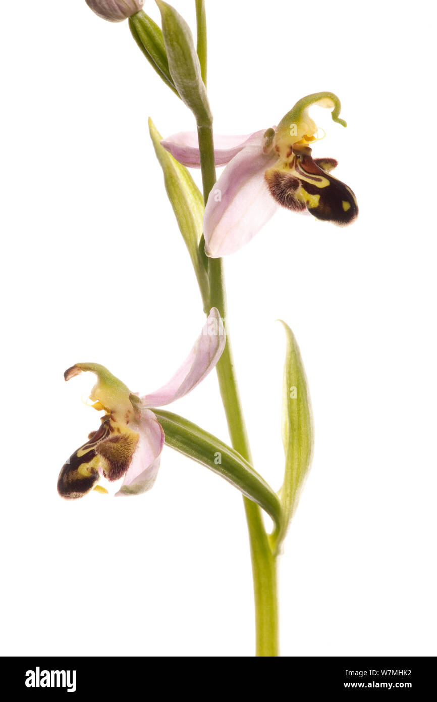 Bienen-ragwurz (Ophrys apifera) Grünland, Optevoz, Alpendorf, Frankreich, Juni. meetyourneighbors.net Projekt Stockfoto