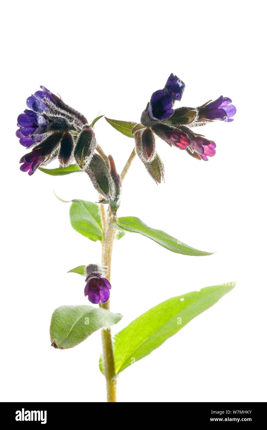 Lungenkraut (Pulmonaria officinalis) Wald Teich, Isère, Alpendorf, Frankreich, März. meetyourneighbors.net Projekt Stockfoto