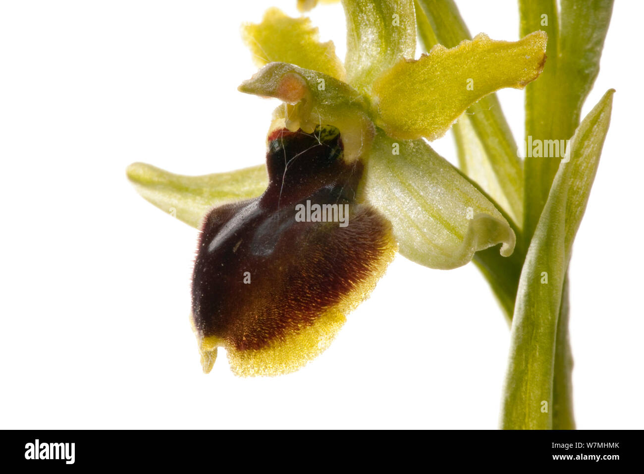 Frühe spider Orchid (Ophrys sphedodes) Grünland, Optevoz, Alpendorf, Frankreich, April. meetyourneighbors.net Projekt Stockfoto