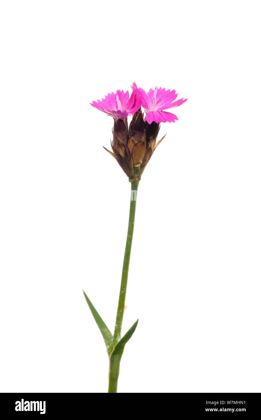 Kartäuser rosa (Dianthus carthusianorum) Panossas, Isère, Alpendorf, Frankreich, April. meetyourneighbors.net Projekt Stockfoto