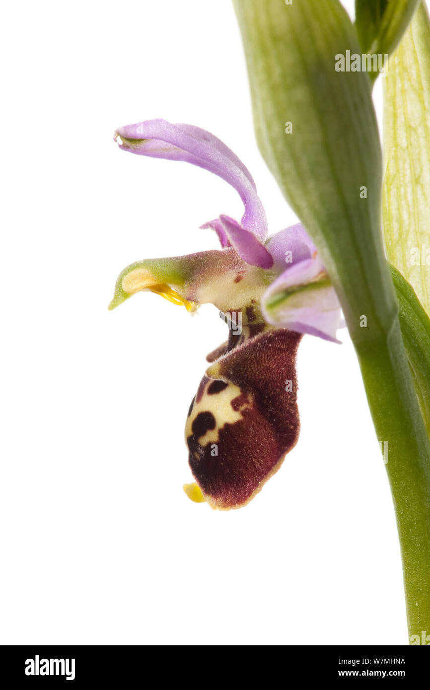 Ende spider Orchid (Ophrys fuciflora) Grünland, Optevoz, Isère, Alpendorf, Frankreich, April. meetyourneighbors.net Projekt Stockfoto