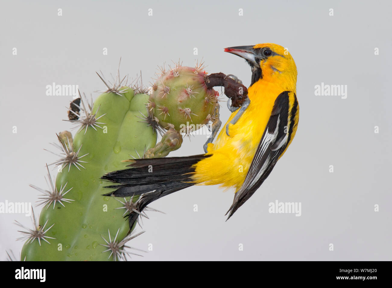 Streifen - unterstützte Oriole (Ikterus pustulatus graysonii) auf Kribbeln - Birne Kaktus. Maria Cleofas Insel, Islas Marias Biosphärenreservat, Meer von Cortez (Golf von Kalifornien), Mexiko, August. Stockfoto