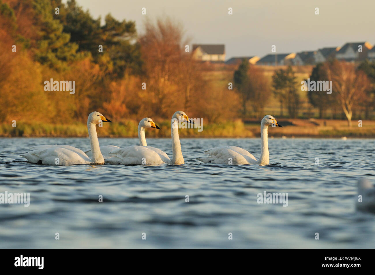 Gehören singschwan (Cygnus Cygnus) am Nachmittag, Licht auf einem städtischen Loch. Schottland, November. Stockfoto