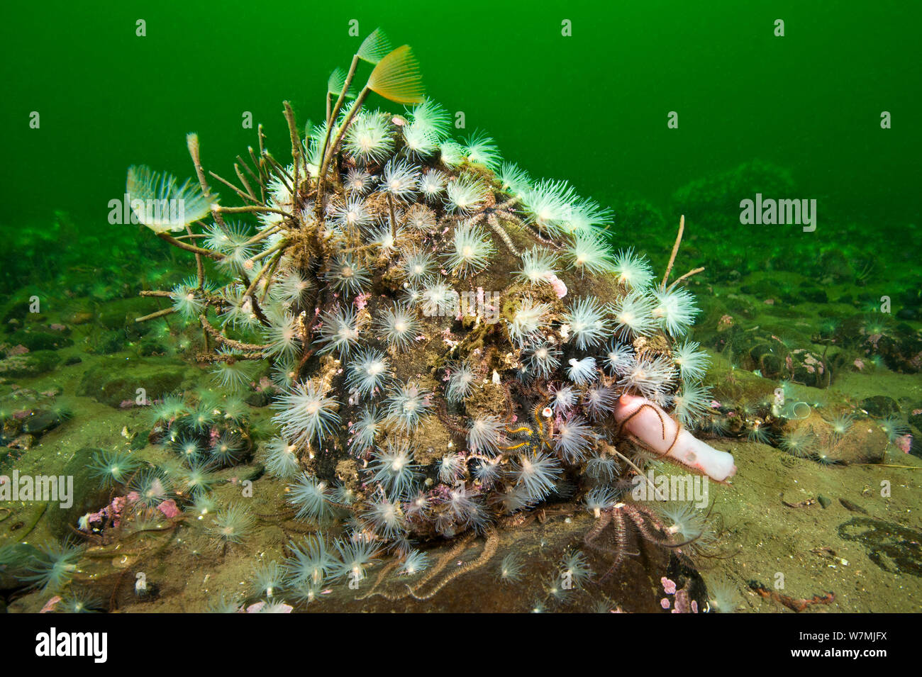 Peacock Worms (Sabella pavonina), sealoch Anemonen (Protanthea Simplex) und verschiedenen brittlestars besiedeln ein Boulder auf dem Boden einer Schottischen See Loch Ness, Loch Duich, Schottland, Großbritannien, Juni Stockfoto