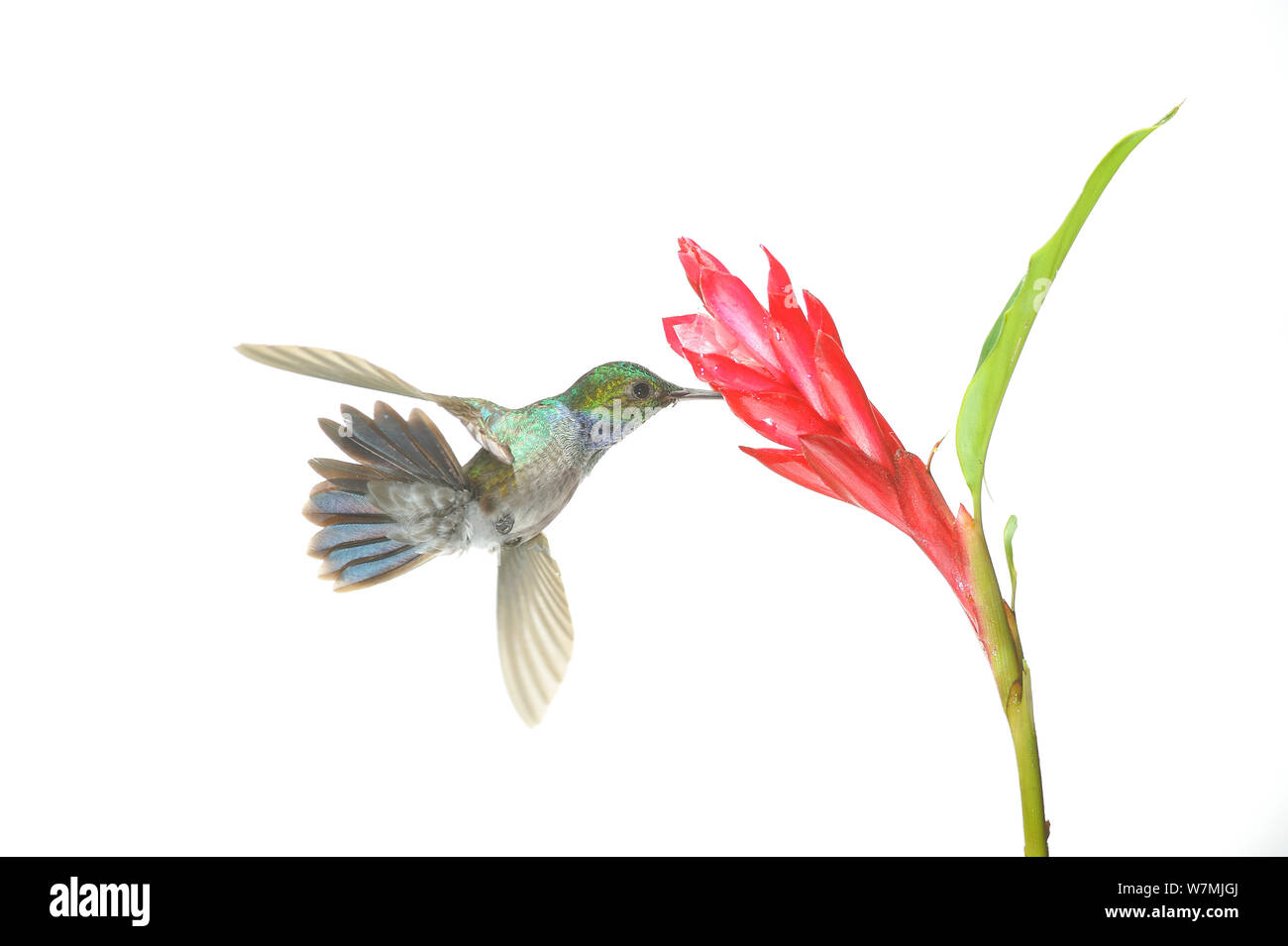 Sapphire throated hummingbird (Lepidopyga coeruleogularis) Fütterung von Blume, tropischen Regenwald, Burbayar, Panama, November. meetyourneighbors.net Projekt Stockfoto