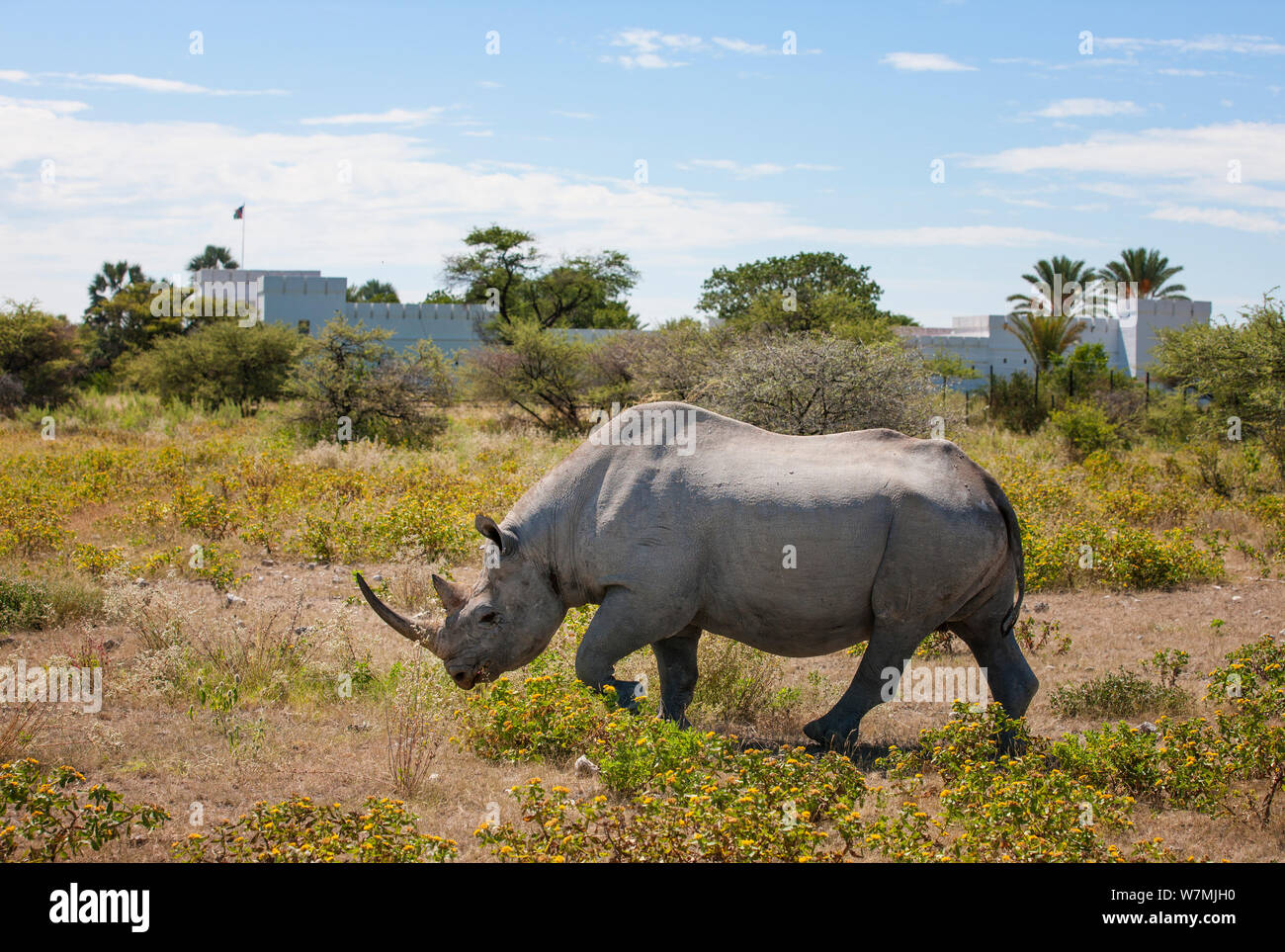Schwarzes Nashorn (Diceros bicornis) kommt zu Fuß Namatoni Fort Restcamp, Etosha National Park, Namibia 2012 Stockfoto