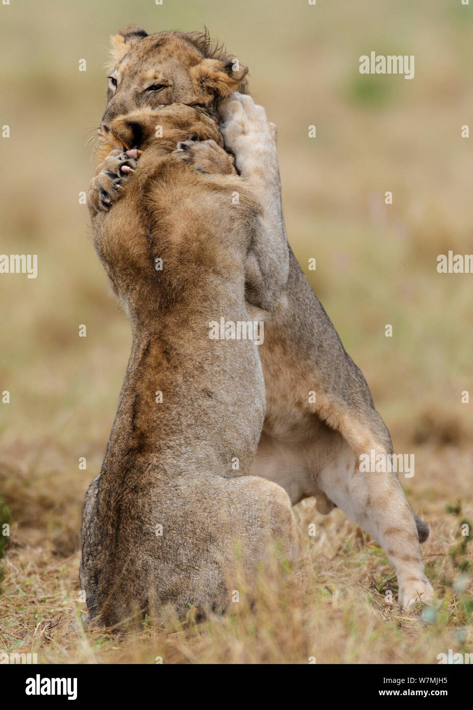 Afrikanischer Löwe (Panthera leo) zwei junge Männer playfighting, Etosha National Park, Namibia Stockfoto