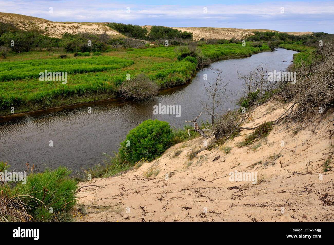 Fluss mit Sanddünen zwischen Leon Teich und Atlantik, Courant d'Huchet Landes, Frankreich, August 2010. Stockfoto