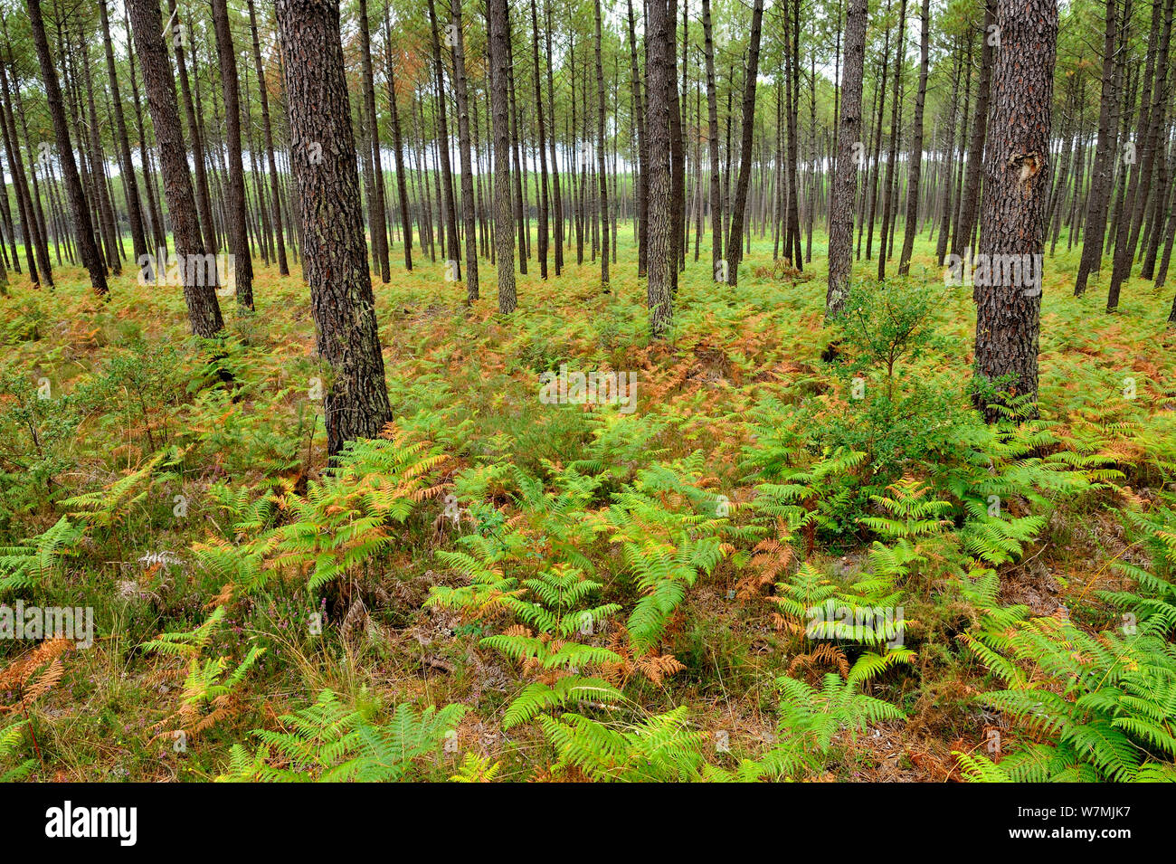 Maritime Pinien (Pinus Pinaster) Wald mit Adlerfarn, Landes, Frankreich, August. Stockfoto