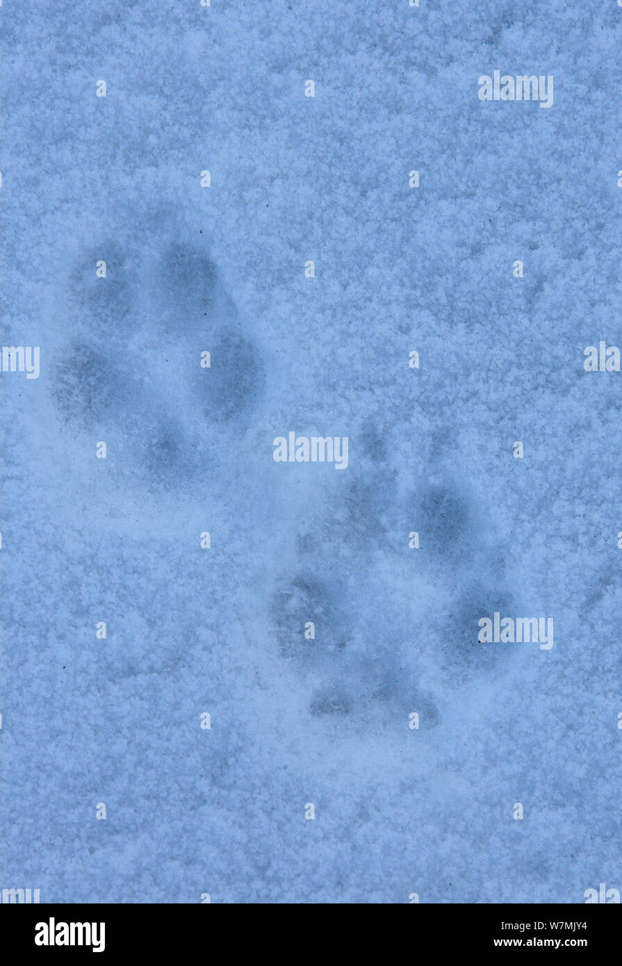 Arctic Fuchs (Vulpes lagopus) Spuren im Schnee. Norwegen, Captive, November. Stockfoto
