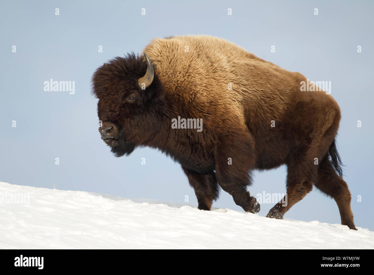 Bisons (Bison Bison) im Schnee. Yellowstone-Nationalpark, USA, Februar. Stockfoto