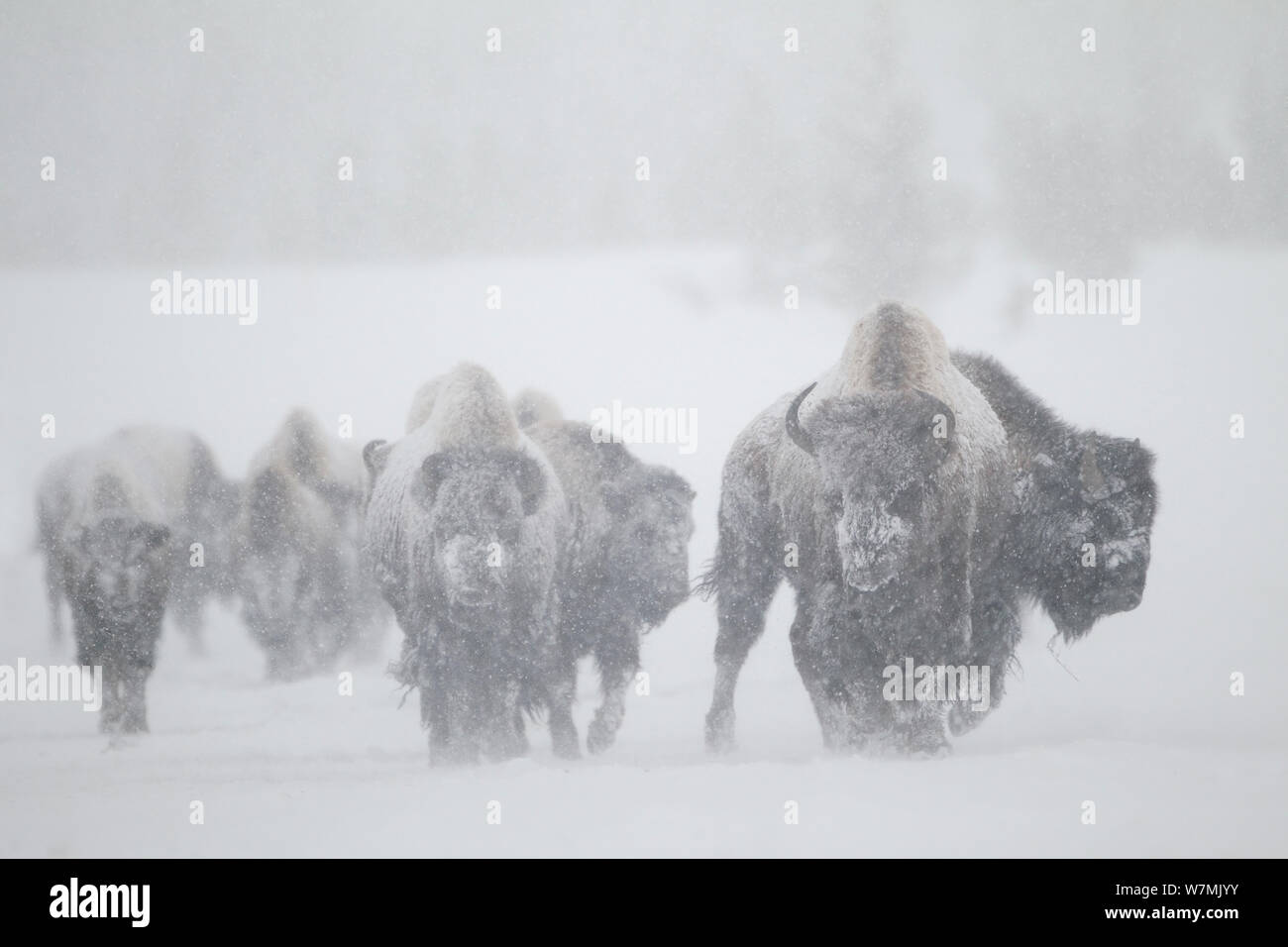 Bisons (Bison Bison) im Schneesturm. Yellowstone-Nationalpark, USA, Februar. Stockfoto