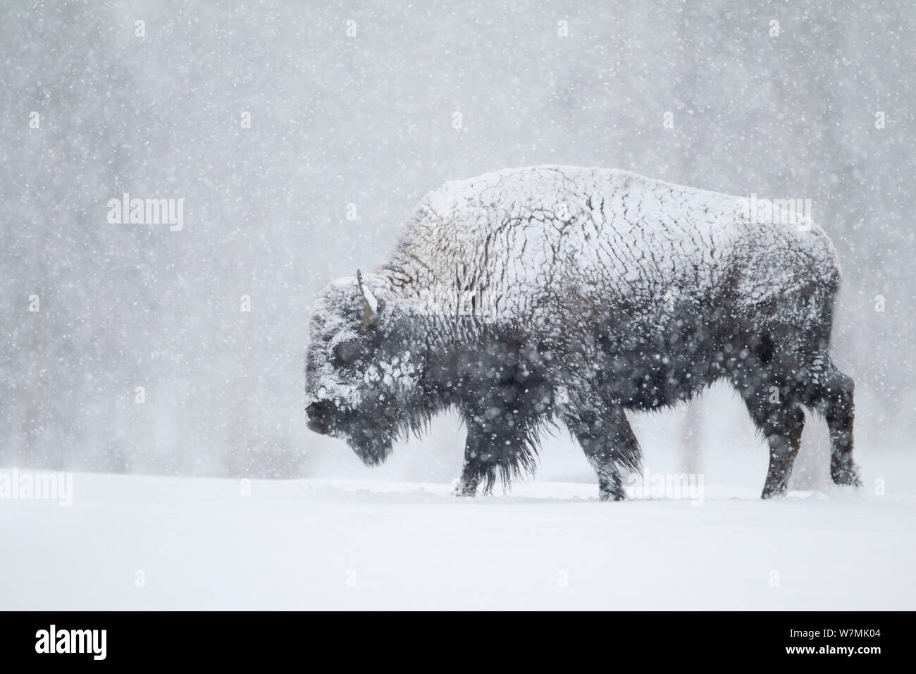 Bisons (Bison Bison) im Schneesturm. Yellowstone-Nationalpark, USA, Februar. Stockfoto