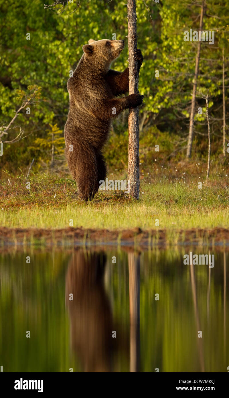 Braunbär (Ursus arctos) ständiger Prüfung der Baum. Finnland, Europa, Juni. Stockfoto