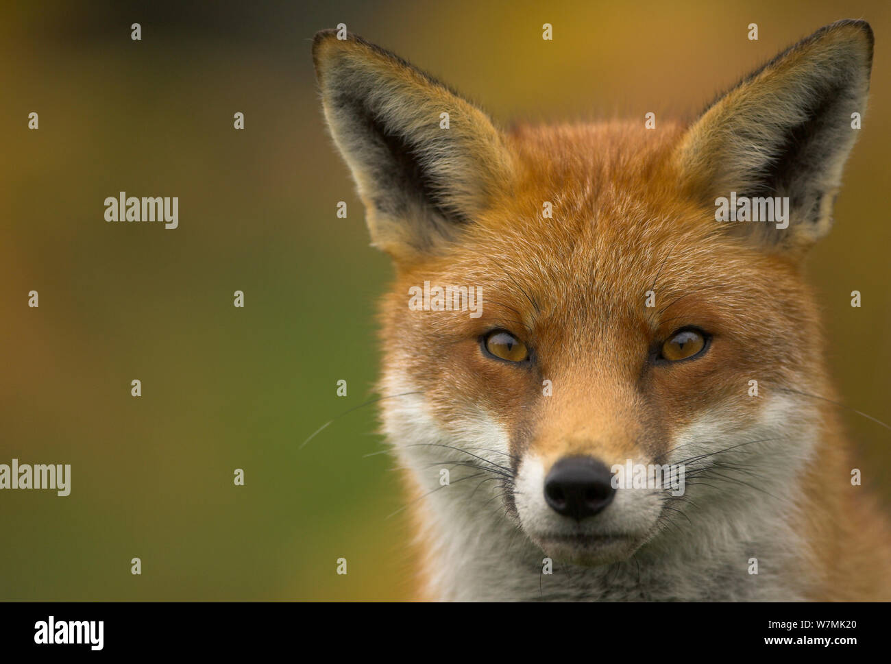 Red Fox (Vulpes vulpes) Portrait. Leicestershire, UK, November. Stockfoto