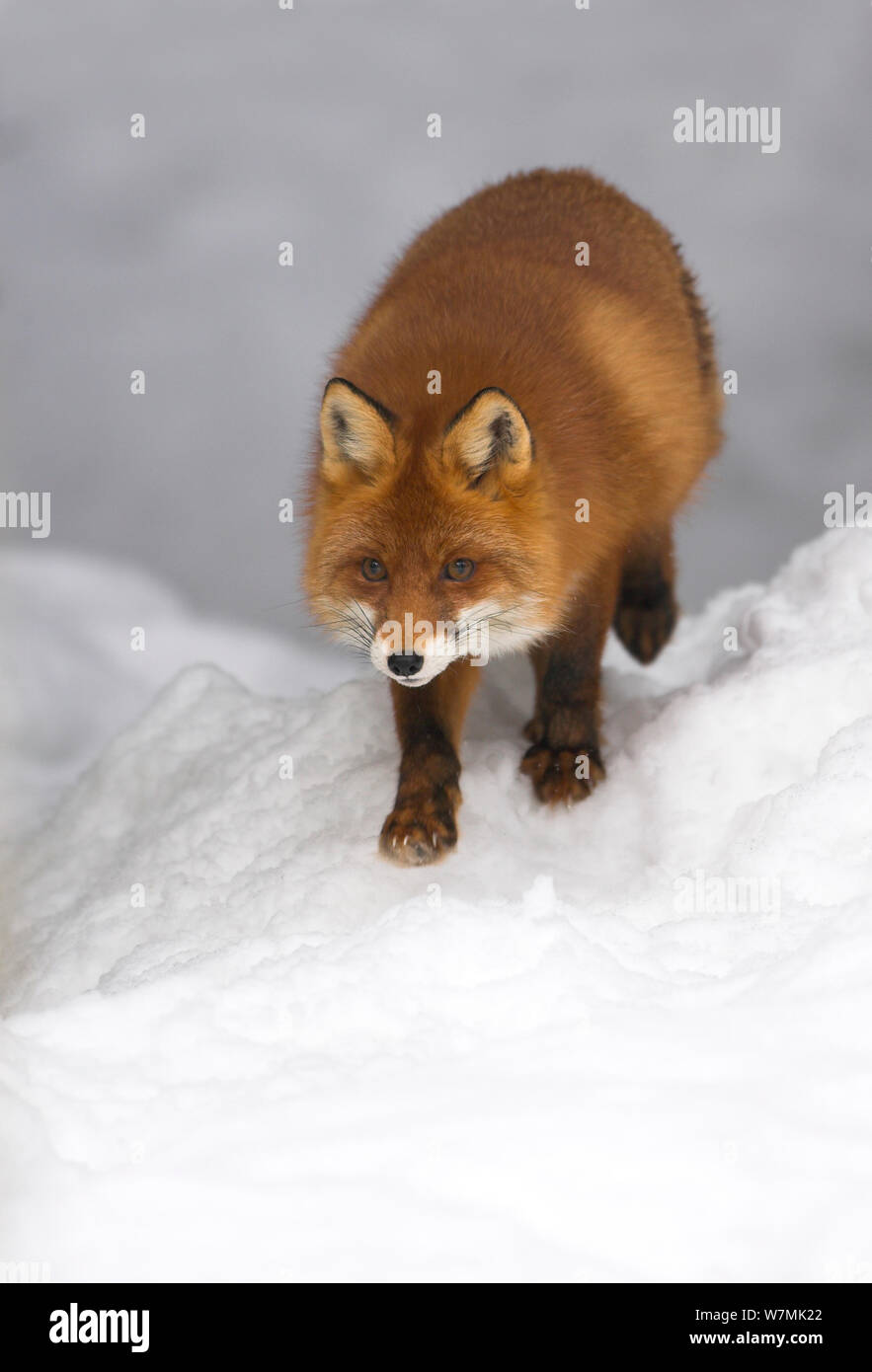 Red Fox (Vulpes vulpes) im Schnee. Gefangen. Norwegen, März. Stockfoto