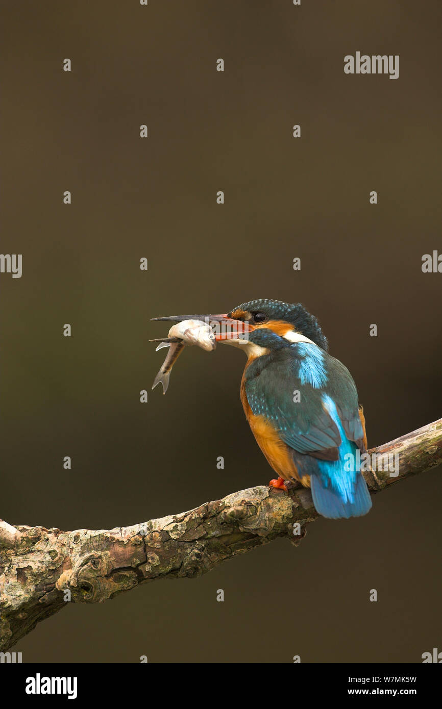 Eisvogel (Alcedo atthis) mit Fischen thront. Worcestershire, Großbritannien, März. Stockfoto