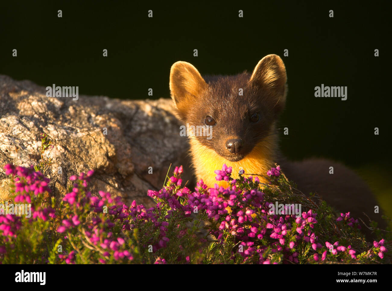 Baummarder (Martes martes) Porträt mit Heidekraut. Schottland, Großbritannien, Juli. Stockfoto