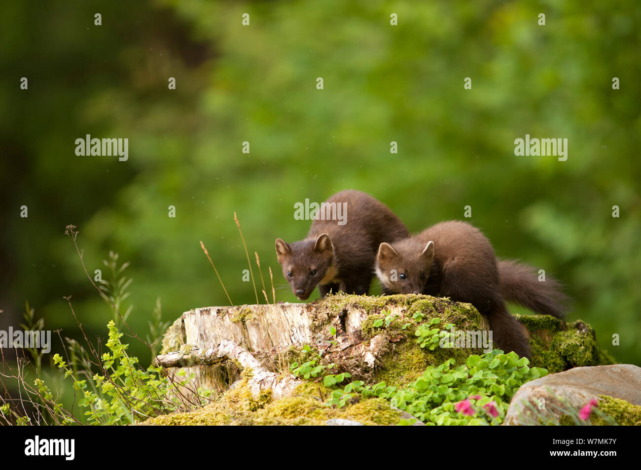 Zwei Baummarder (Martes martes) auf Baumstumpf. Schottland, Großbritannien, Juli. Stockfoto