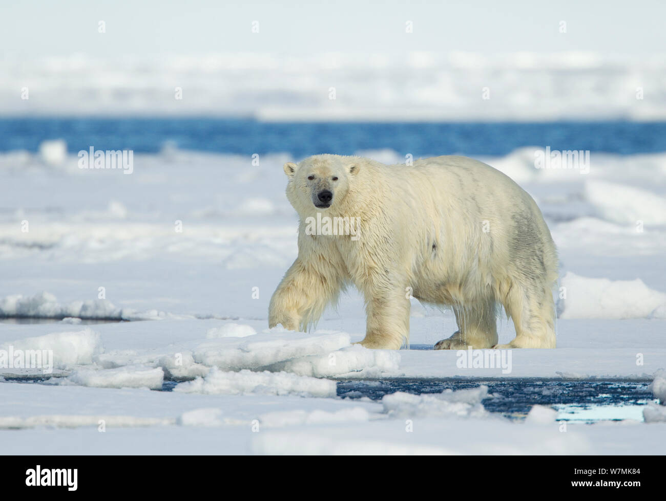 Eisbär (Ursus maritimus) auf Eis. Svalbard, Norwegen, Juli. Stockfoto