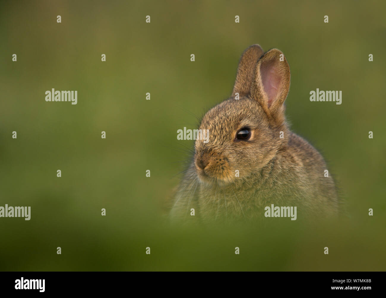 Kaninchen (Oryctolagus cuniculus) unter Gras. Shetlandinseln, Schottland, UK, April. Stockfoto