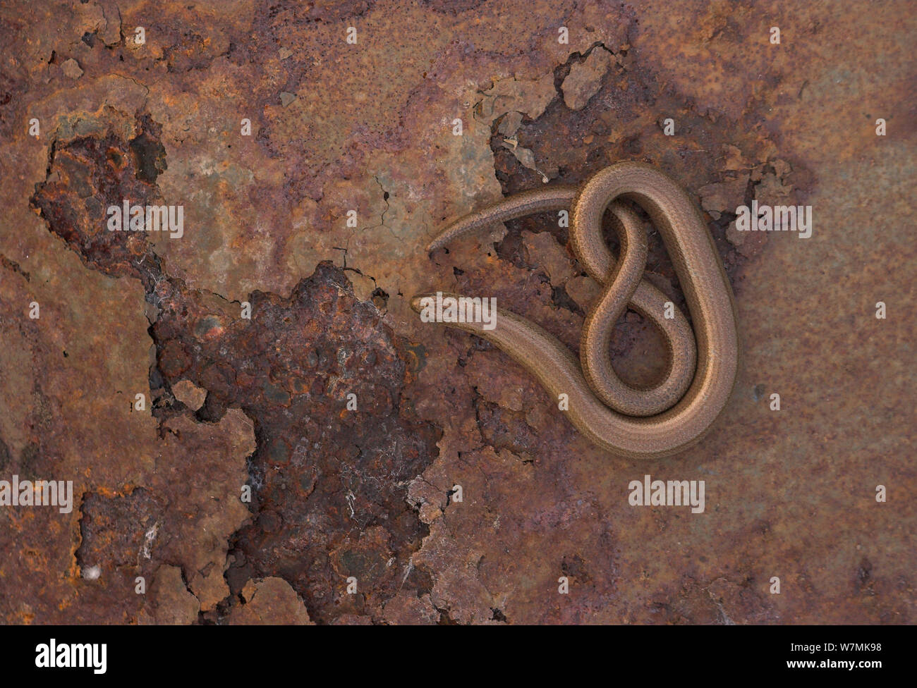 Slow Worm (Anguis fragilis) Sonnenbaden auf rostiges Metall. Leicestershire, UK, März. Stockfoto