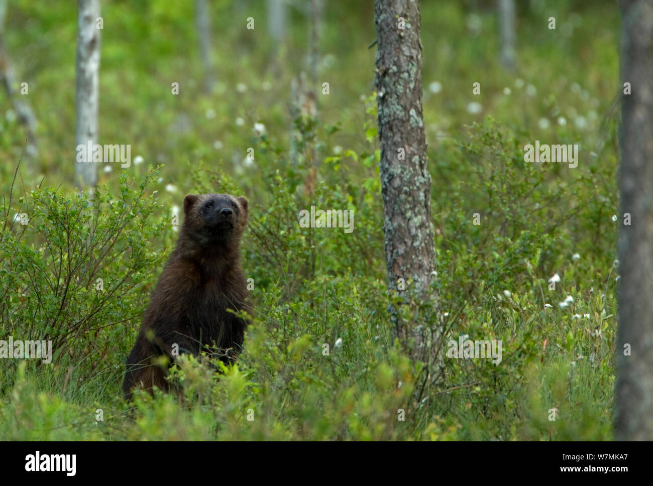 Der Vielfraß (Gulo Gulo) im Lebensraum Wald. Finnland, Europa, Juni. Stockfoto