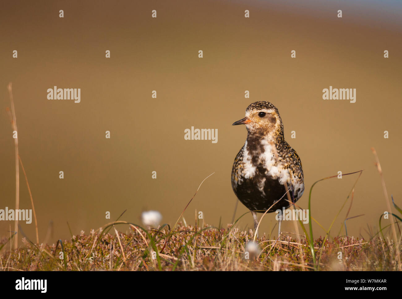 Goldregenpfeifer (Pluvialis Apricaria) Erwachsene auf offenen Moorlandschaften, Zucht Gefieder, Shetland Islands, Schottland, Großbritannien, Mai Stockfoto