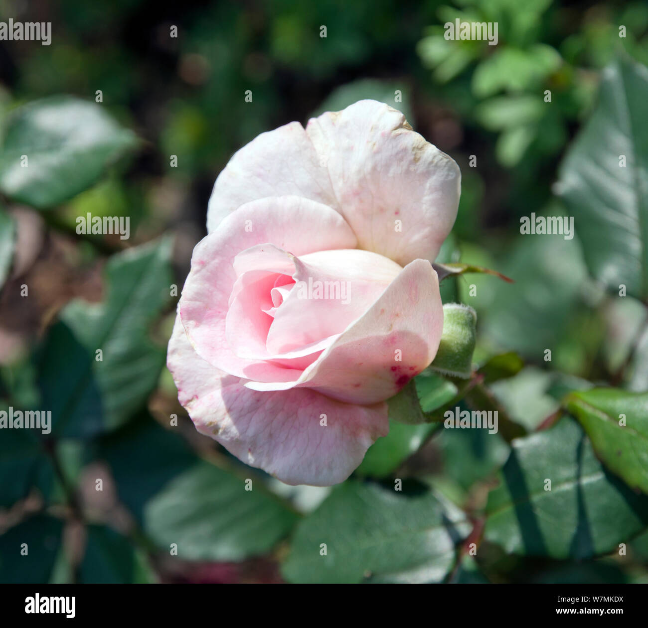 Rosa english miss rose flower -Fotos und -Bildmaterial in hoher ...