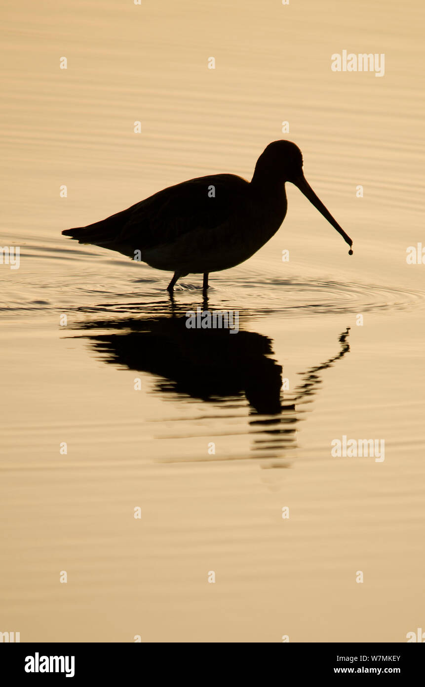 Uferschnepfe (Limosa limosa) bei Sonnenaufgang Silhouette, mit Wasser tropft aus ihren Gesetzentwurf, Brownsea Island, Dorset, England, Großbritannien, Februar Stockfoto