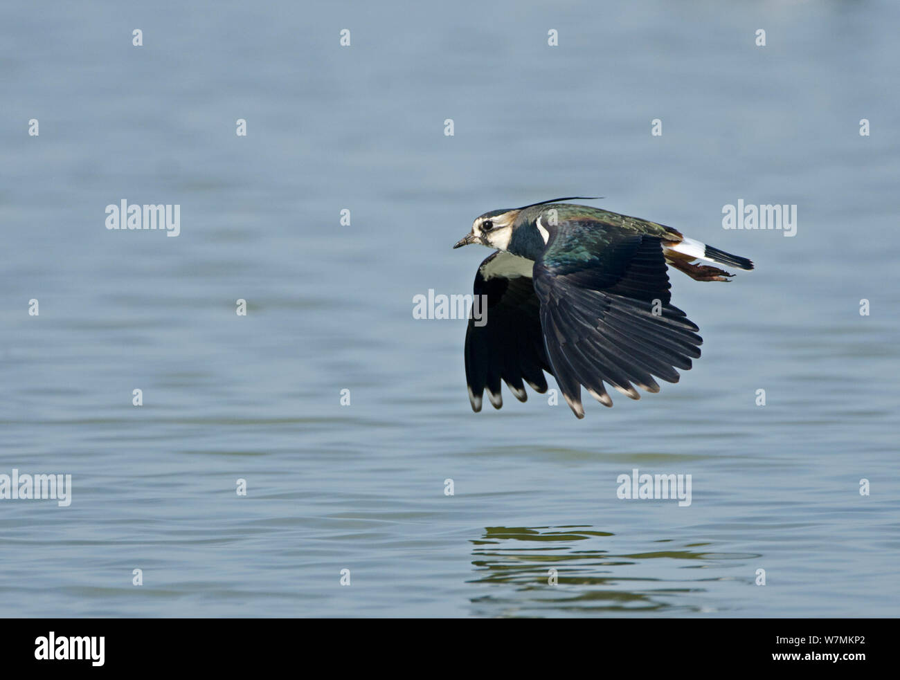 Kiebitz (Vanellus vanellus) im Flug niedrig über dem Wasser. Cambridgeshire Fens, England, März. Stockfoto