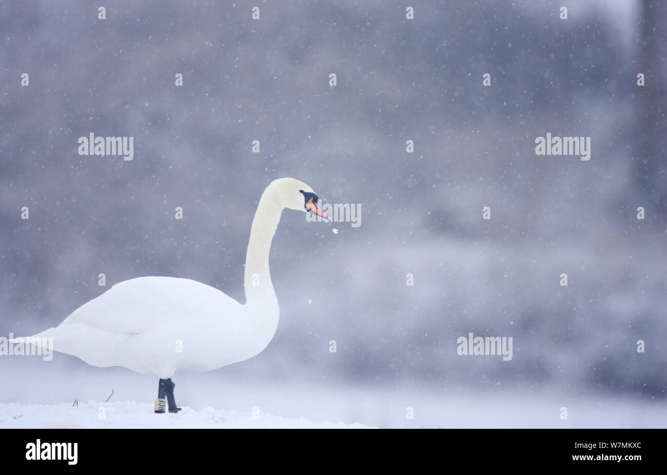 Höckerschwan (Cygnus olor) auf Schnee, WWT Caerlaverock, Schottland, Solway, UK, Januar. Wussten Sie schon? Höckerschwäne sind nicht stumm - sie sind nur ein wenig weniger vocal als einige andere Schwäne. Stockfoto