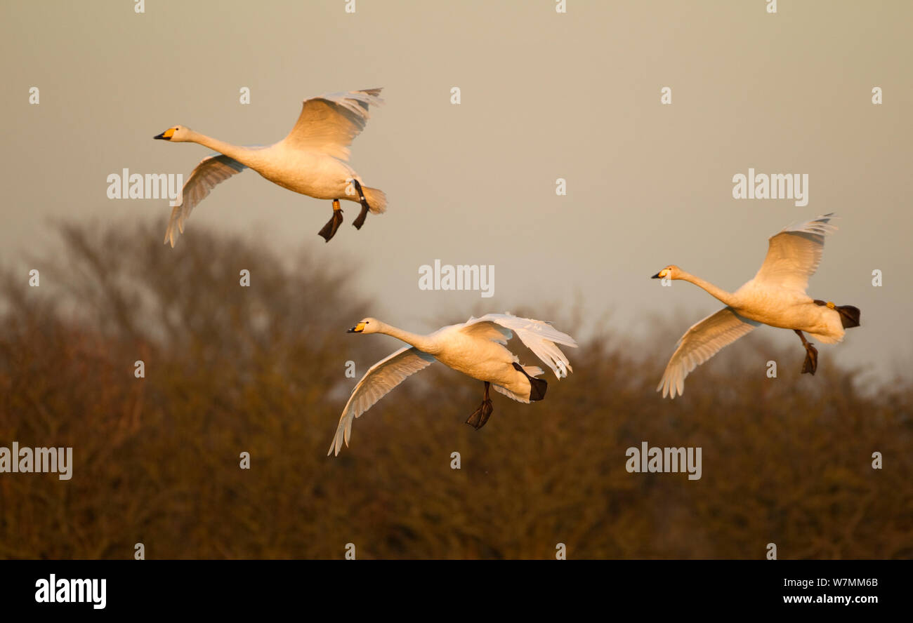 Singschwäne (Cygnus Cygnus) im Flug, Caerlaverock WWT, Schottland, Solway, UK, Januar. Stockfoto