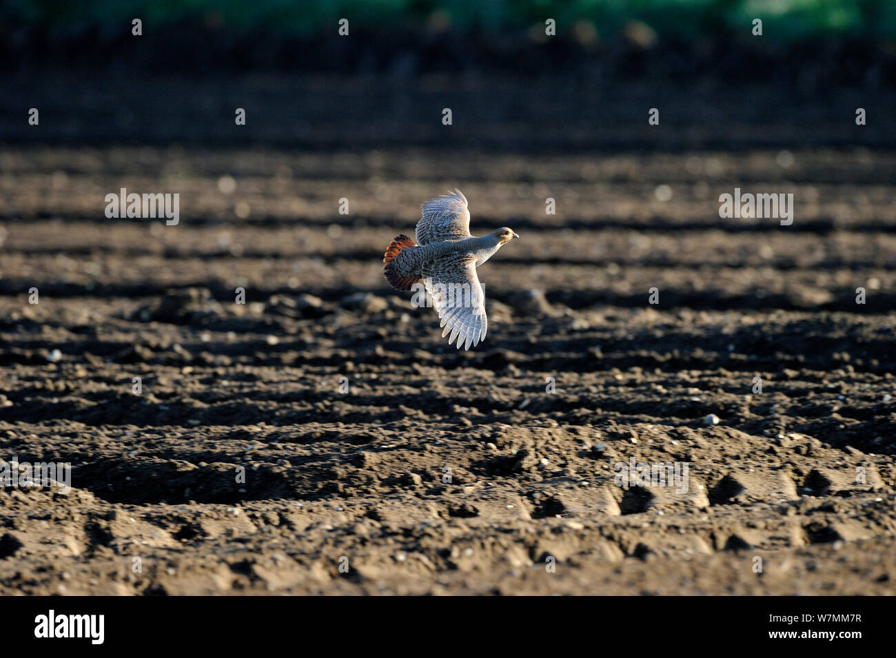 Rebhuhn (Perdix perdix) im Flug über landwirtschaftlicher Bereich, Norfolk, England, UK, April Stockfoto