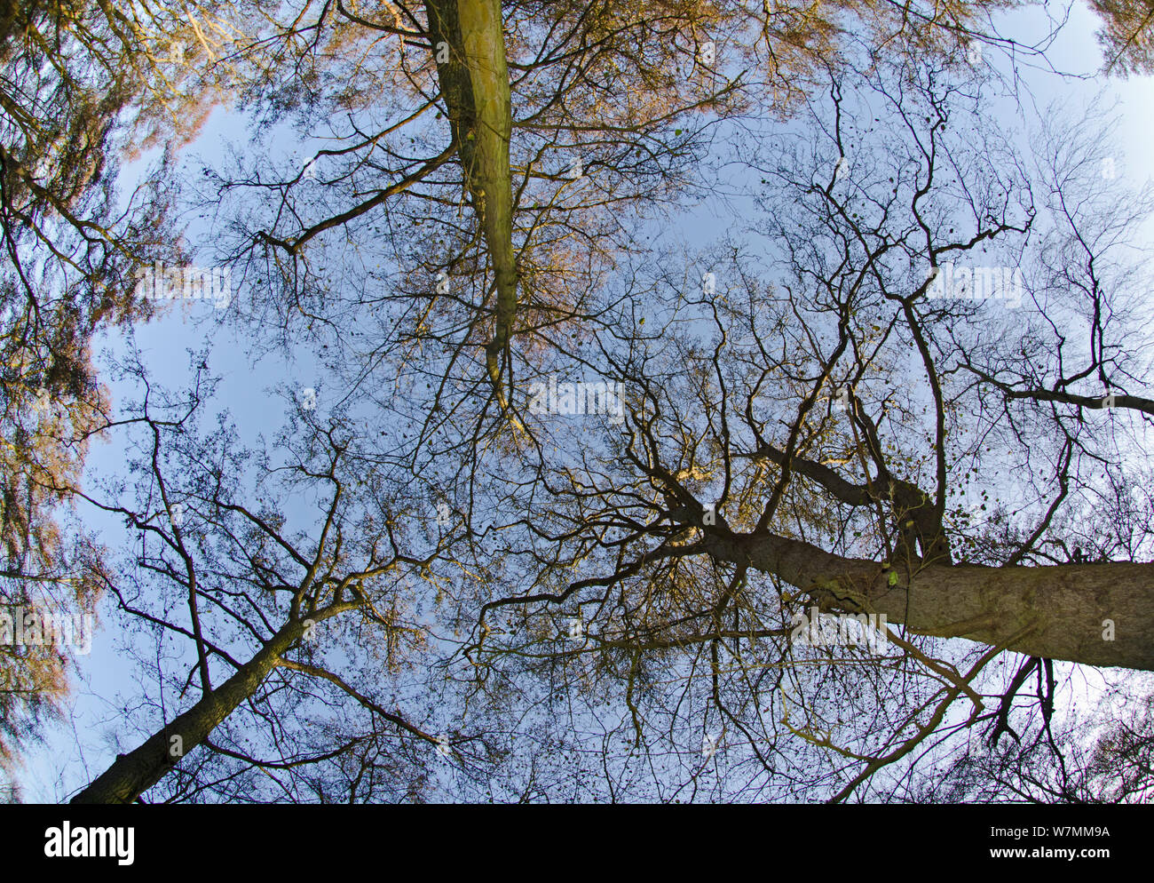 Suchen, um sich durch die Baumkronen des Waldes Bäume, Erle Carr, Woodwalton Fen, Cambridgeshire, UK, November Stockfoto