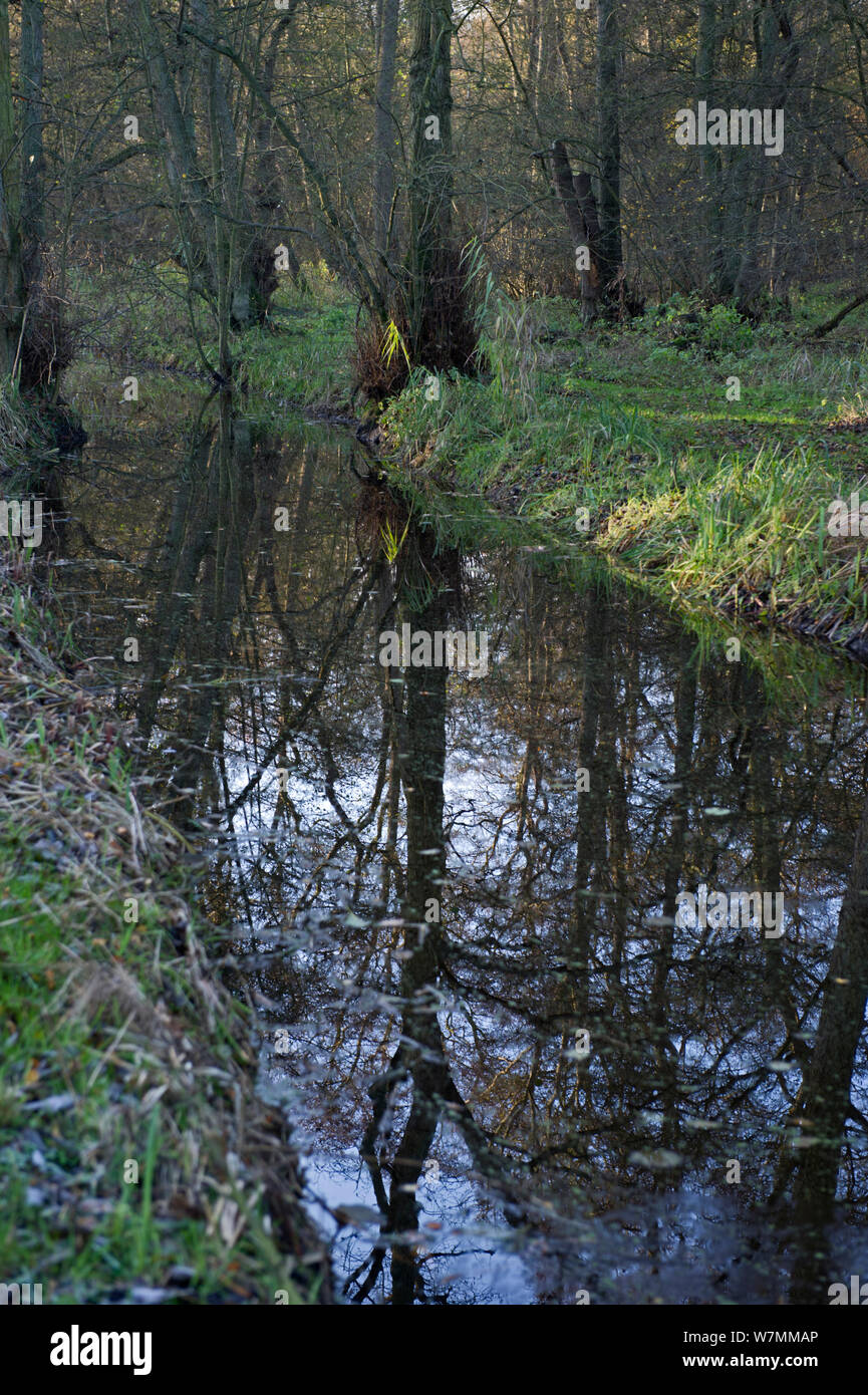 Erle carr Woodland bei Woodwalton Fen, Cambridgeshire, UK, Dezember 2011 Stockfoto