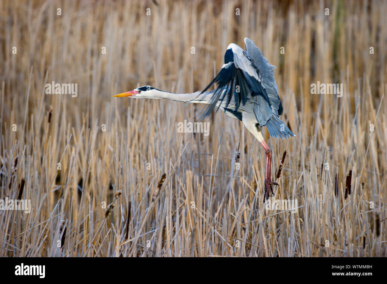 Graureiher (Ardea cinerea), Erwachsener, die aus Schilfrohr, Woodwalton Fen, Cambridgeshire, Großbritannien, Februar Stockfoto