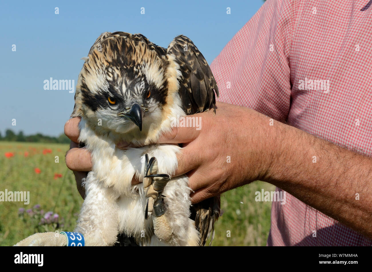 Bald, Fischadler (Pandion Haliaetus) Küken flügge nach wird umringt von Tim Appleton, Site Manager bei Rutland Water. UK, Juni. Stockfoto