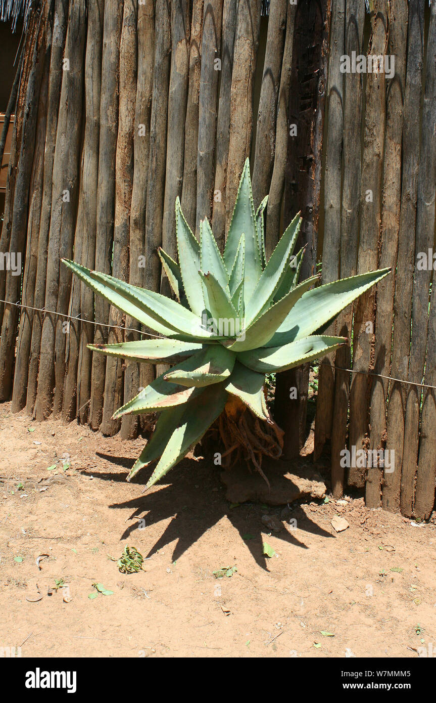 Aloe Vera Pflanze, die durch einen Zaun in Shakaland Zulu Cultural Village,  Eshowe, Kwazulu Natal, Sdafrika Stockfotografie - Alamy