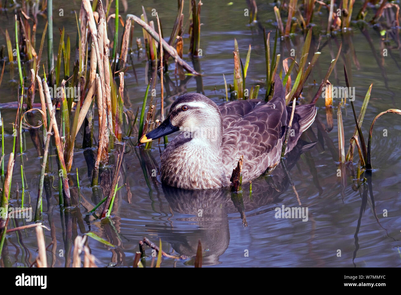 Östlichen spotbilled Enten (Anas poecilorhyncha zonorhyncha) Fernen Osten. Gefangen. Stockfoto