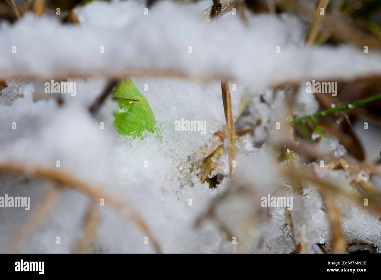 Hauhechelbläuling Schmetterling (Pararge depressa) Puppe überwintert im Schnee. Studio, Bristol. Stockfoto