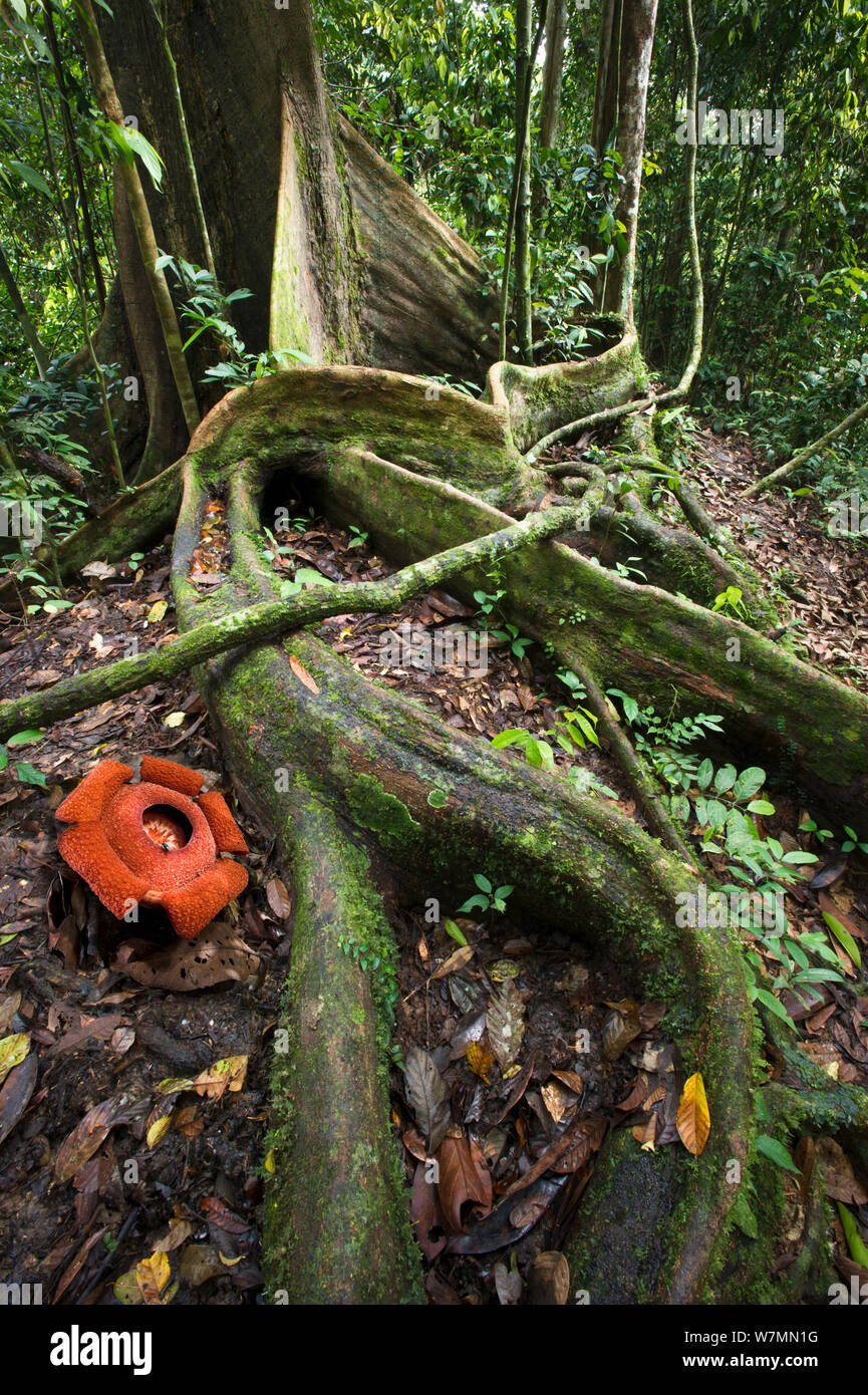 Blume des lokal endemische Rafflesia (Rafflesia tengku - adlinii), Blume Durchmesser 22 cm, blühen unter den Kabelsalat der riesigen buttress Wurzeln (Shorea sp) auf Waldboden im Tiefland Dipterocarpen Regenwald, Maliau Becken, Sabah's 'Lost World', Borneo 2012 Stockfoto