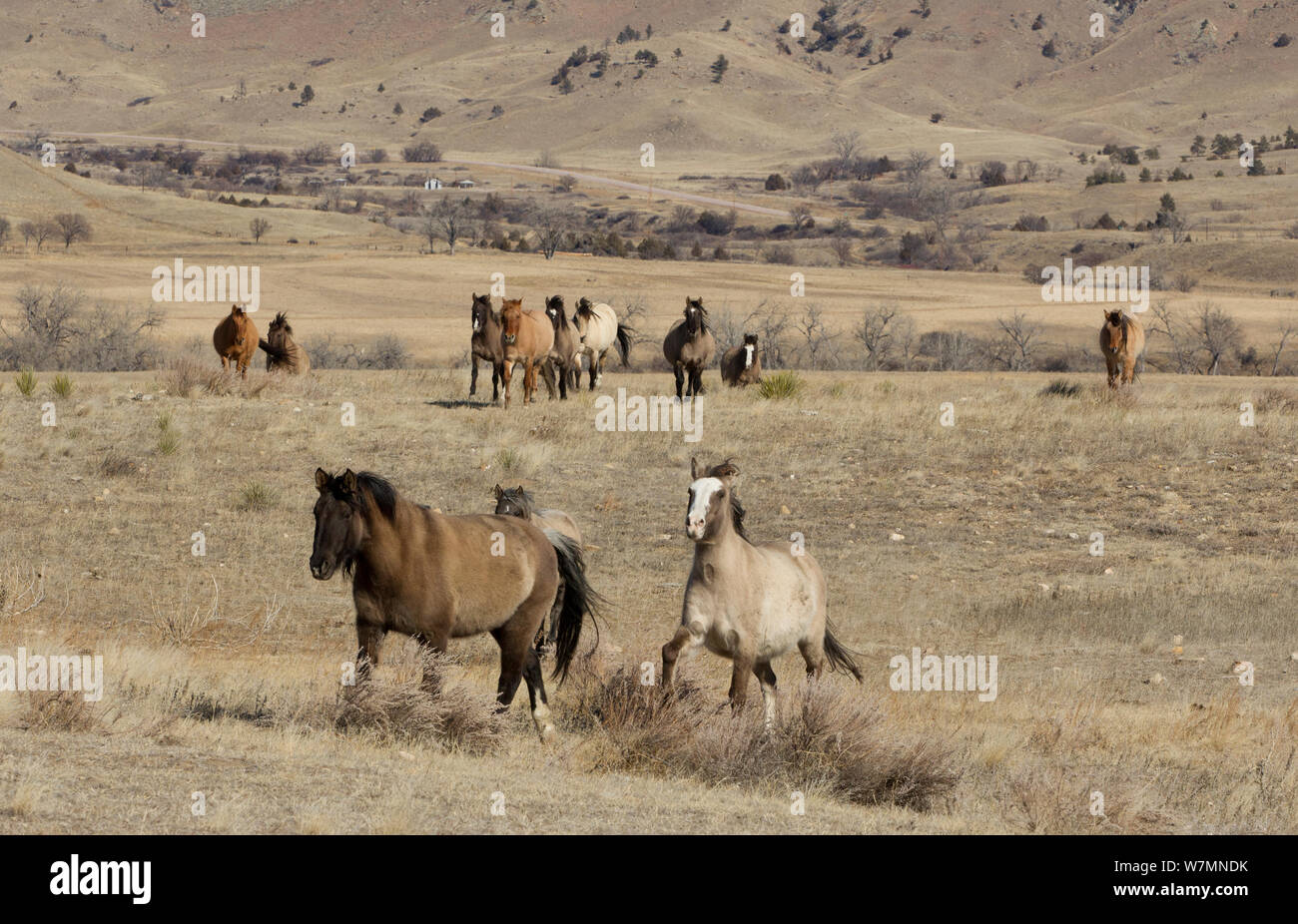 Wilde Pferde/Mustangs, die Herde auf dem bewegen, Wild Horse Sanctuary, South Dakota, USA Stockfoto