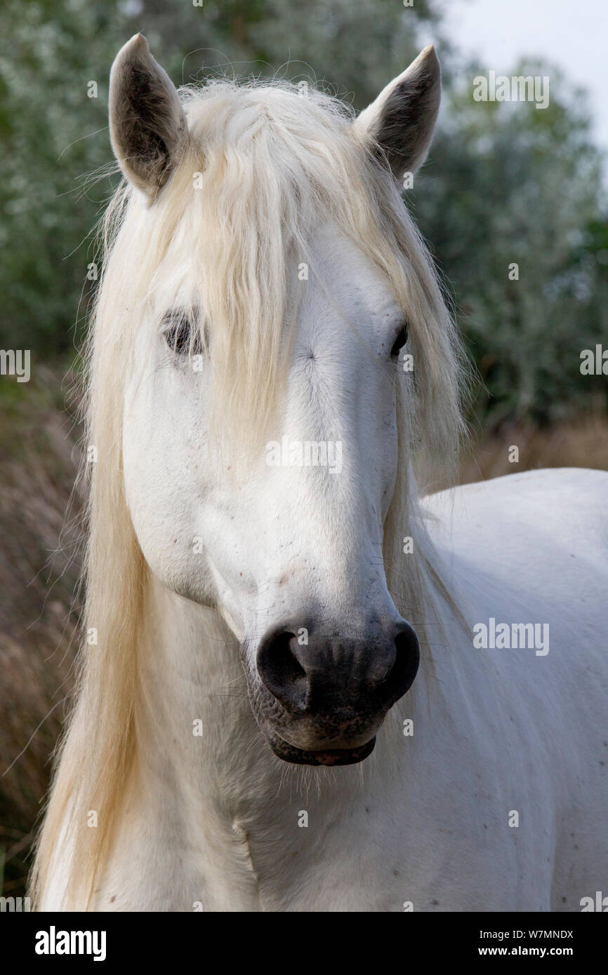 White Horse der Camargue, Porträt, Camargue, Südfrankreich. Stockfoto